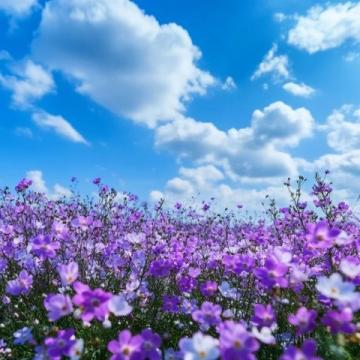 夢(mèng)回花開的地方東海之濱的浪漫仙居舟山