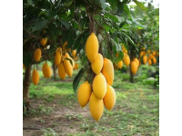 閬中盛開：飛鳳枇杷康養(yǎng)美食節(jié)開幕，萬畝大五星枇杷甜蜜迎賓
