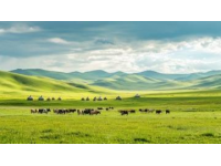 內(nèi)蒙古旅行心得分享：實(shí)用攻略與真實(shí)體驗(yàn)！