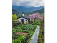 

貴州春食盛宴：舌尖上的春意盎然，自然與美食的交響曲