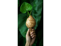 舌尖上的蓮藕：一場(chǎng)從根到籽的美味之旅