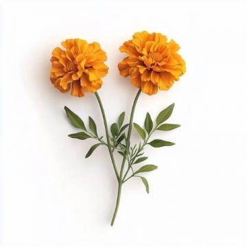 你愛吃什么花菜？緊花還是散花？