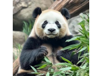 莎莎一句玩笑話(huà)，深圳人卻當(dāng)真了？