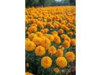 你愛吃什么花菜？緊花還是散花？