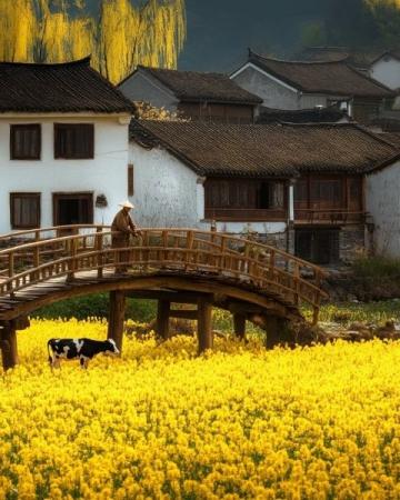 清明時節(jié)，細(xì)雨綿綿，萬物復(fù)蘇,田野間果園里，路邊長了許多的鼠曲草