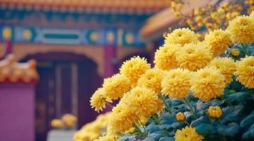 城市里的鮮花盛開，體驗一把云南人愛吃的“食花”習俗