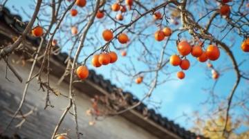 江西清明果:傳統(tǒng)美食與春季祭祀文化的象征