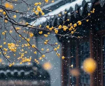 明朝一位道士見(jiàn)到山中的梅花，獨(dú)自傲立于雪中，寫下一首詠梅詩(shī)！