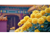 城市里的鮮花盛開，體驗一把云南人愛吃的“食花”習俗