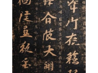 早些年，當(dāng)我初次聽到海月之名時(shí)，我覺得有點(diǎn)不可思議,古人竟然把這樣蘊(yùn)含詩(shī)意的名