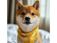 比熊犬的優(yōu)點有哪些？
