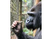 倚天三大神獸一文中的靈猿、血蛙和白猿,能讓你瞬間明白武俠世界里的高手們都在爭奪的"九陽真經"究竟是什么。