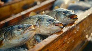 春日垂釣:捕捉饑腸轆轆的復(fù)蘇魚類