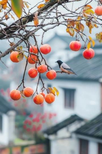 棗莊:探尋兩千年的石榴文化底蘊(yùn)與城市魅力