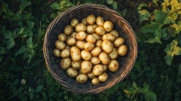 馬鈴薯的變身之旅:舌尖上的鄉(xiāng)愁與美食探索