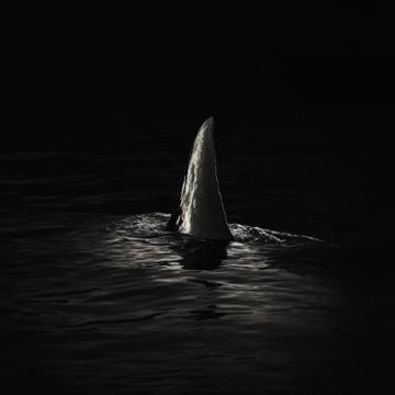 魚翅為古代八珍之一,最早食用魚翅的人是漁民，漁民出售鯊魚后，將魚鰭留下自己食用