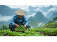 三月采艾草做艾糍正當時，玉林鄉(xiāng)村美味攻略