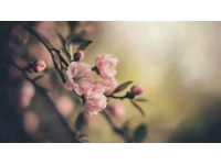 春季養(yǎng)生知識點(diǎn)(五大養(yǎng)生注意事項(xiàng))