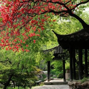 春光明媚，陽光溫柔，成都三圣鄉(xiāng)的江家藝苑如夢(mèng)似幻