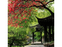 春光明媚，陽光溫柔，成都三圣鄉(xiāng)的江家藝苑如夢似幻