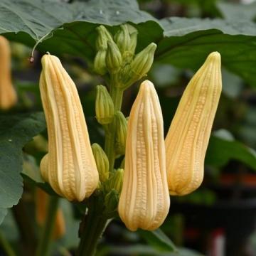 農(nóng)村這種不起眼的小植物(農(nóng)村路邊這種長勢茂盛的小植物是什么？)