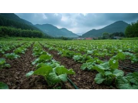 連續(xù)下雨天，好不容易等到天晴，趕緊去地里挖紅薯，沒想到產(chǎn)量很喜人
