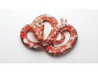 重溫傳統(tǒng)：春節(jié)學(xué)習(xí)制作特色蛇年美食的五種特別體驗