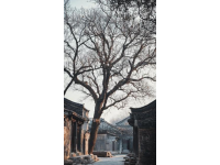 黃河故道上的古桑樹林春節(jié)游記