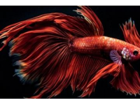 石家莊金毛獅王魚(yú)出售批發(fā)零售認(rèn)準(zhǔn)誠(chéng)信商家