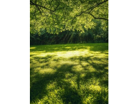 在植樹(shù)節(jié)這天過(guò)生日，給自己一點(diǎn)儀式感，簡(jiǎn)單而美好