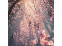 赴一場(chǎng)春日之約，來(lái)武漢大學(xué)看浪漫櫻花海！