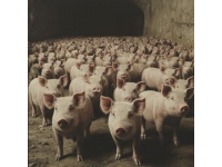 豬肉不香的真實原因與飼料無關(guān)？農(nóng)科院李文娟教授親自證實