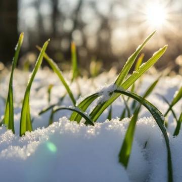 大寒已至：傾聽雪語，靜待春歸，迎接新的一年
