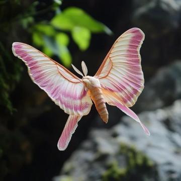 新手分享:多家蝴蝶蘭購(gòu)買(mǎi)心得與對(duì)比評(píng)測(cè)