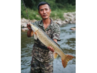 黃河岸邊釣客驚現(xiàn)26斤大鯉魚
