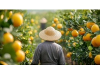 下午去采摘檸檬，午餐時(shí)發(fā)現(xiàn)一家農(nóng)場，點(diǎn)了許多道菜和湯，總共支付了900元。