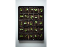 你知道這能食用的植物幼苗嗎？