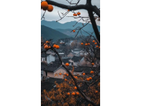 旅行知識(shí)分享之中國(guó)紅橙之鄉(xiāng)~廉江