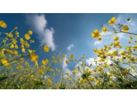 中國最美油菜花海，春游云南必去景點，錯過等一年！