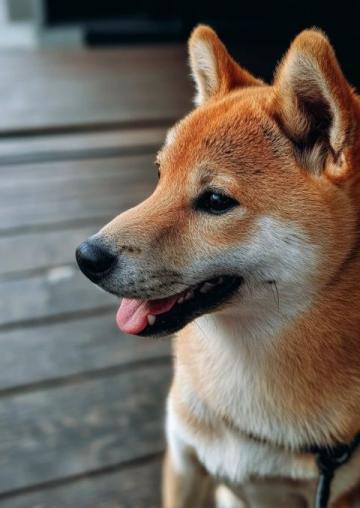 養(yǎng)狗冷知識(shí):狗狗的色覺、嗅覺和地磁場(chǎng)感知能力