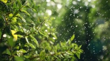 雨聲織春網(wǎng)，心靜自生菩提