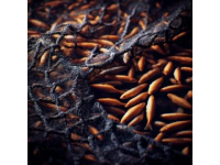 巢湖銀魚：細長透明的鮮美佳肴營養(yǎng)價值高