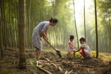 打卡福州國家森林公園竹園，200多種竹子讓你大開眼界！