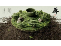信陽毛尖茶葉文化探索：體驗(yàn)采茶、炒茶和品茶過程