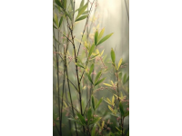 打卡福州國家森林公園竹園，200多種竹子讓你大開眼界！