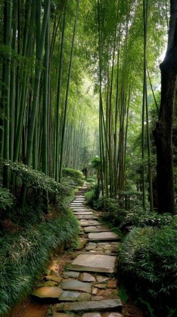 重慶南山植物園花開了嗎(重慶南山植物園花開迷人，就是上山下山太擁堵了...)