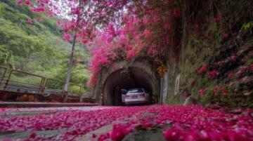 重慶南山植物園花開了嗎(重慶南山植物園花開迷人，就是上山下山太擁堵了...)