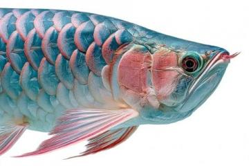 一條七斤重的水庫(kù)魚(yú)，五人食根本吃不消，售價(jià)三十元一斤