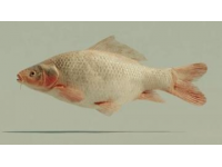 一條七斤重的水庫(kù)魚(yú)，五人食根本吃不消，售價(jià)三十元一斤