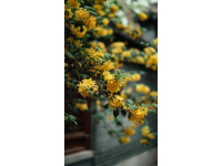 重慶南山植物園花開了嗎(重慶南山植物園花開迷人，就是上山下山太擁堵了...)